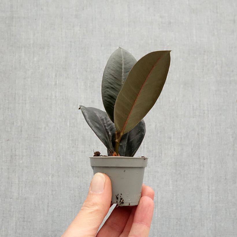 Ficus Abidjan - Ficus elastica mini-pianta esemplare consegnato in primavera
