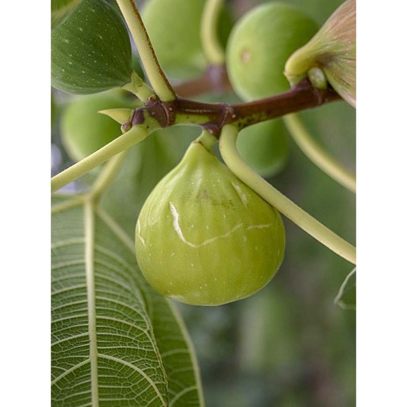 Fico Sucre Vert (Raccolta)