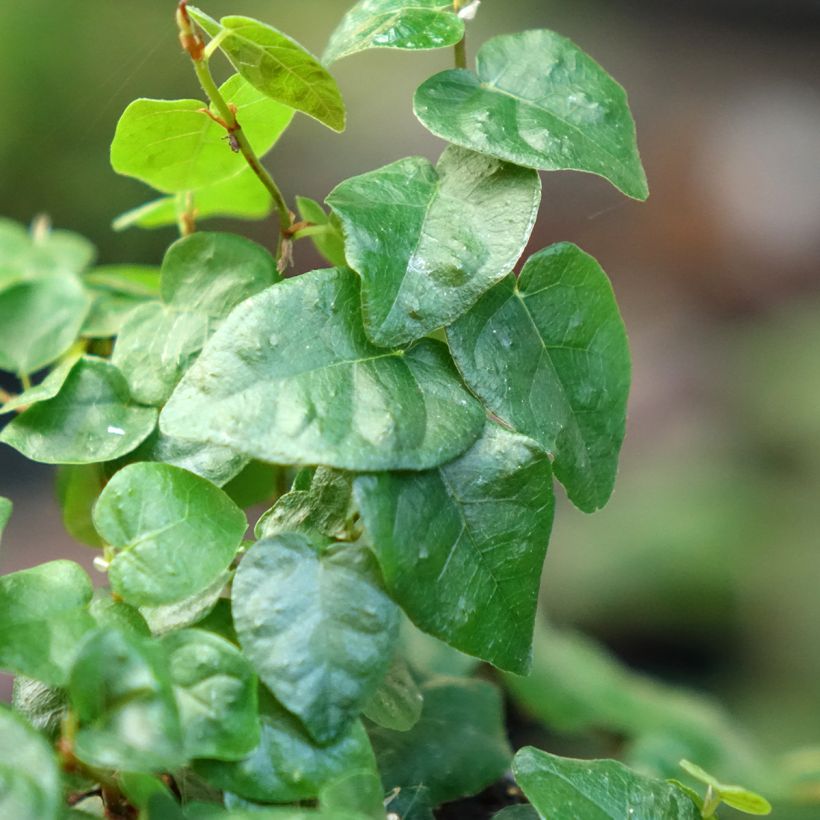 Ficus pumila Arina - Fico rampicante (Fogliame)