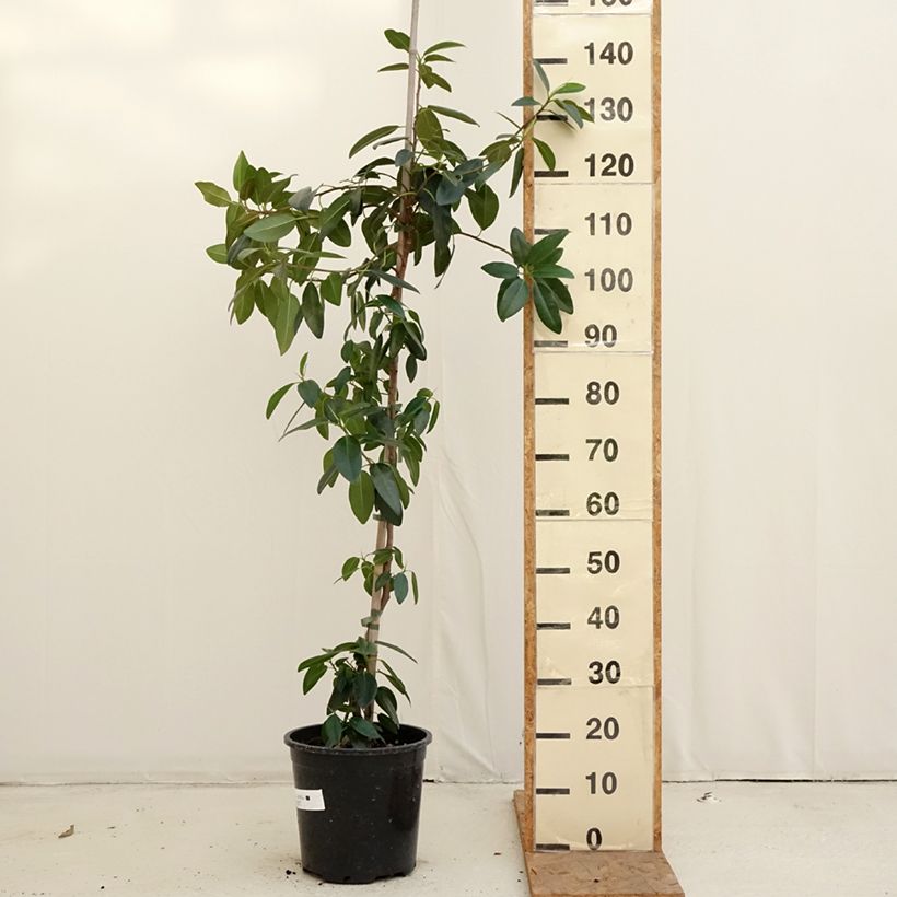 Esemplare di Ficus rubiginosa Australis Vaso da 7,5L/10L come consegnato in autunno