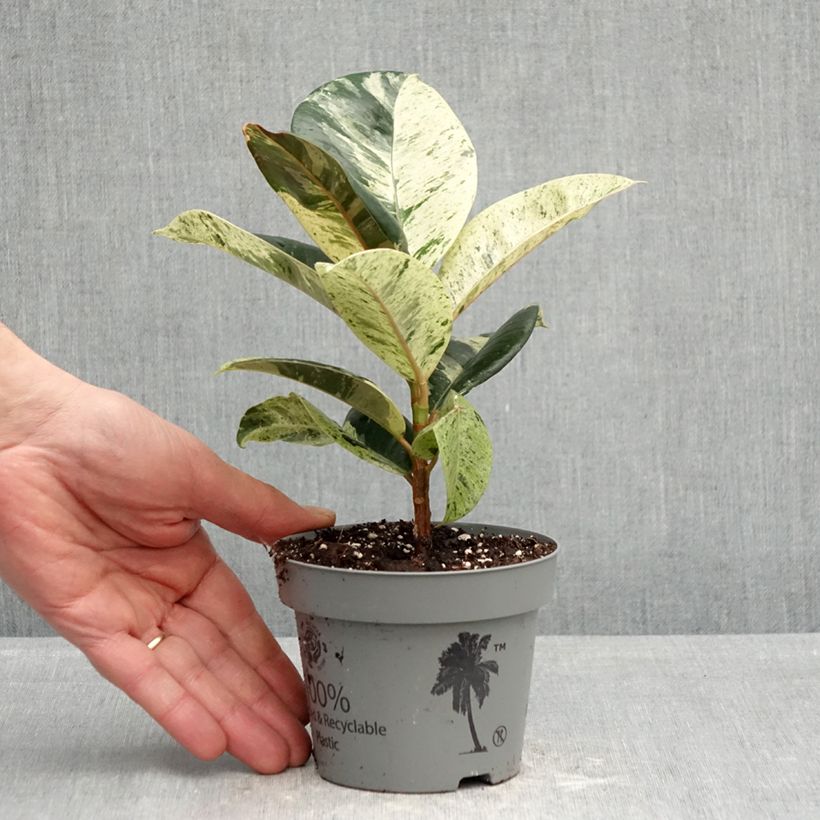 Ficus Shivereana Vaso da Ø 12 cm / 13 cm esemplare consegnato in primavera