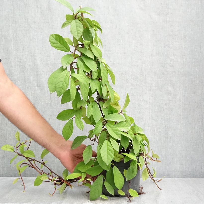 Esemplare di Ficus tikoua - Fico rampicante Vaso da 2L/3L consegnato in estate