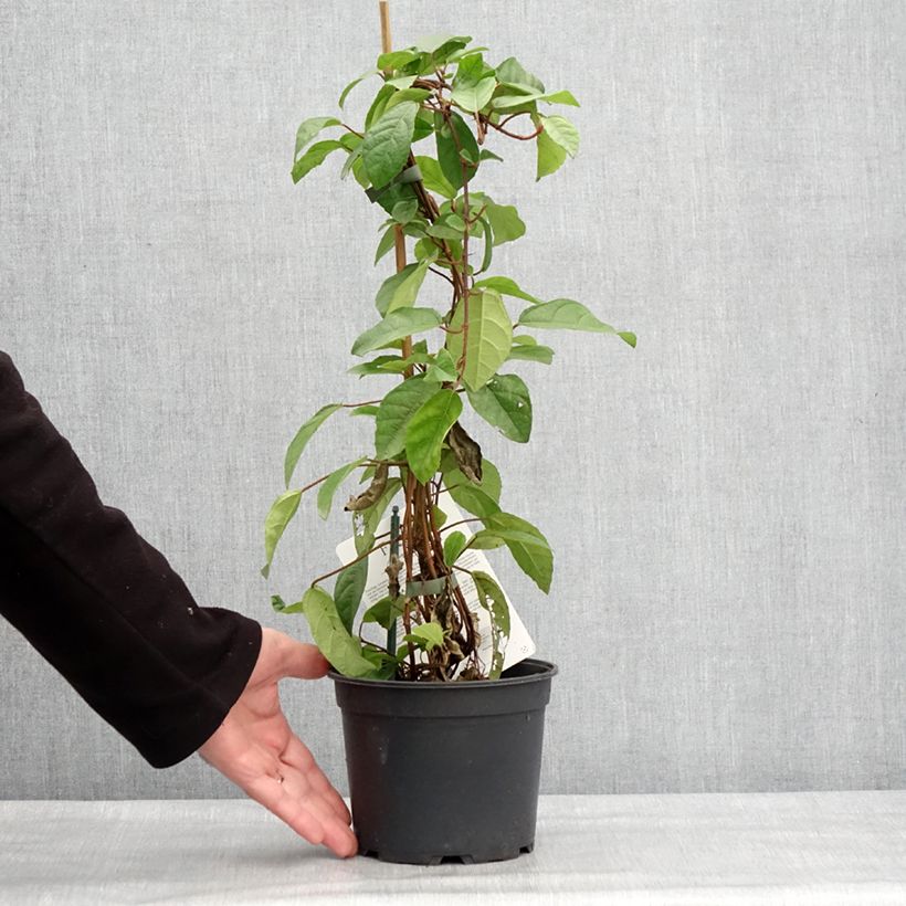 Ficus tikoua - Fico rampicante Vaso da 2L/3L esemplare consegnato in inverno