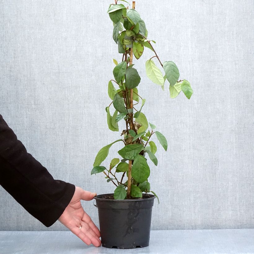 Ficus tikoua - Fico rampicante Vaso da 2L/3L esemplare consegnato in primavera