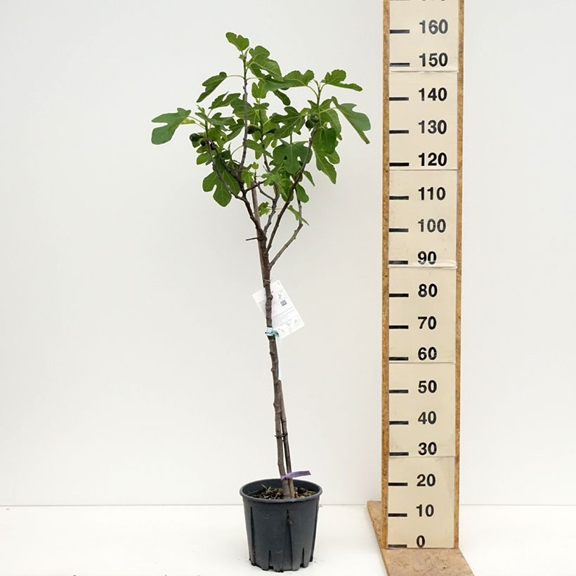 Fico Brown Turkey Vaso da 7,5L/10L, Vaso impalcato medio esemplare consegnato in primavera