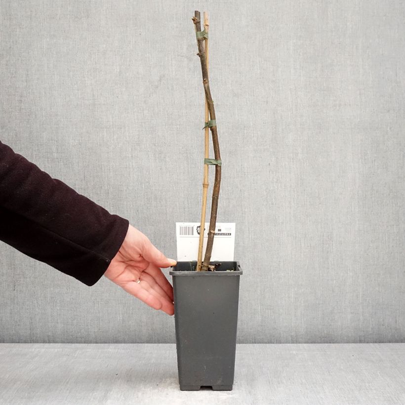 Fico Brown Turkey Vaso da 1,5L/2L esemplare consegnato in primavera