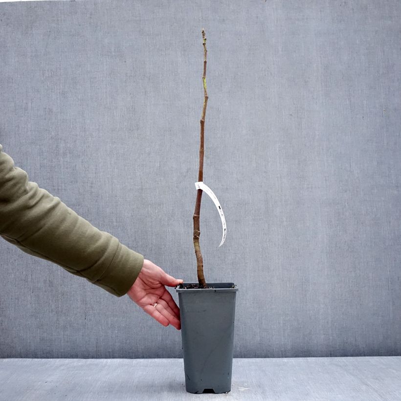 Fico Portogallo Vaso da 2L/3L, A cespuglio esemplare consegnato in inverno