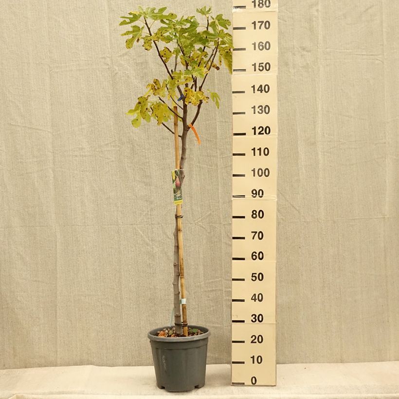 Esemplare di Fico Grise de Tarascon Vaso da 12L/15L, Vaso impalcato medio come consegnato in autunno