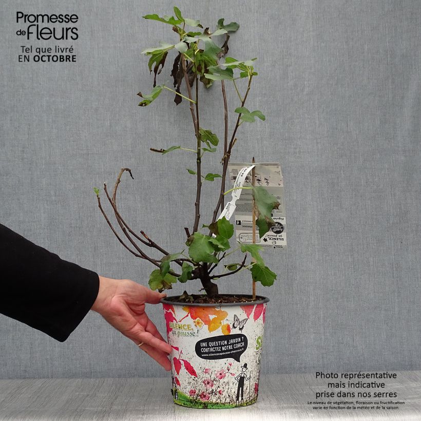 Esemplare di Fico Osborn Prolific Vaso da 4L/5L come consegnato in autunno
