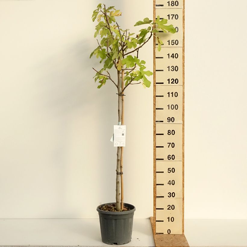 Esemplare di Fico Osborn Prolific Vaso da 12L/15L, Vaso impalcato medio consegnato in estate