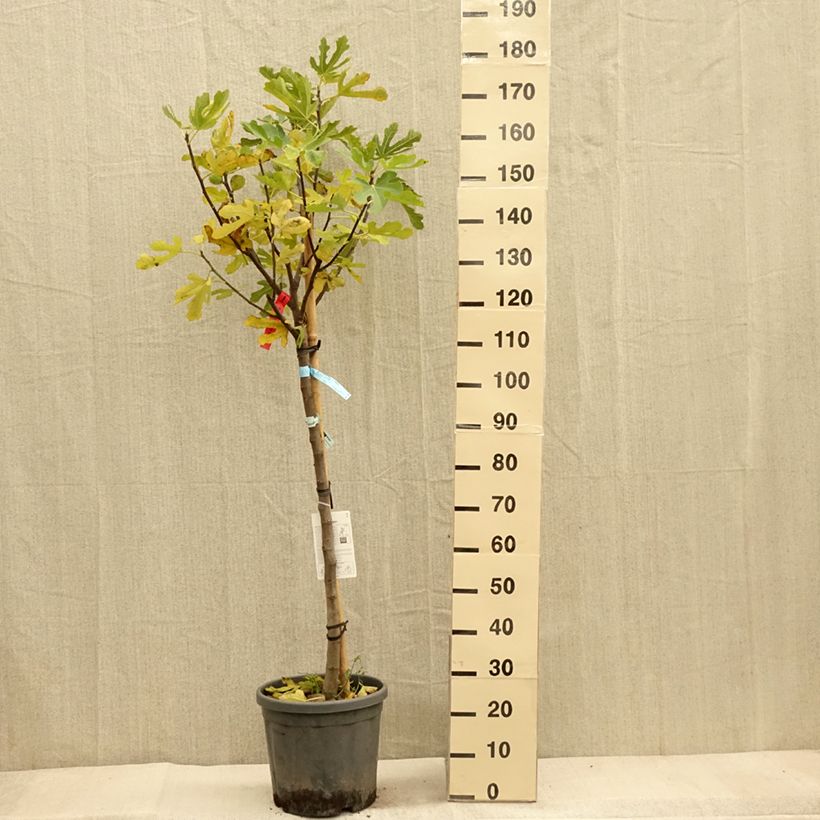 Esemplare di Fico Ronde De Bordeaux Vaso da 7,5L/10L, Vaso impalcato medio come consegnato in autunno
