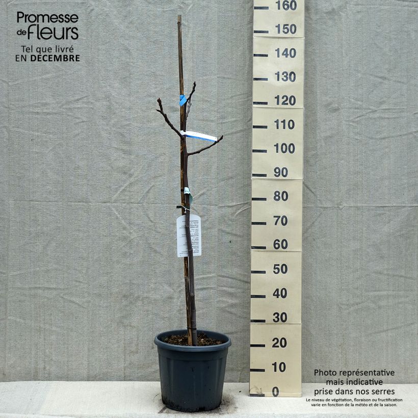 Fico Sultane Vaso da 12L/15L, Vaso impalcato medio esemplare consegnato in inverno