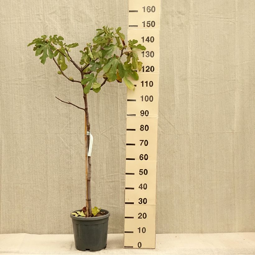Esemplare di Fico Sultane Vaso da 12L/15L, Vaso impalcato medio come consegnato in autunno