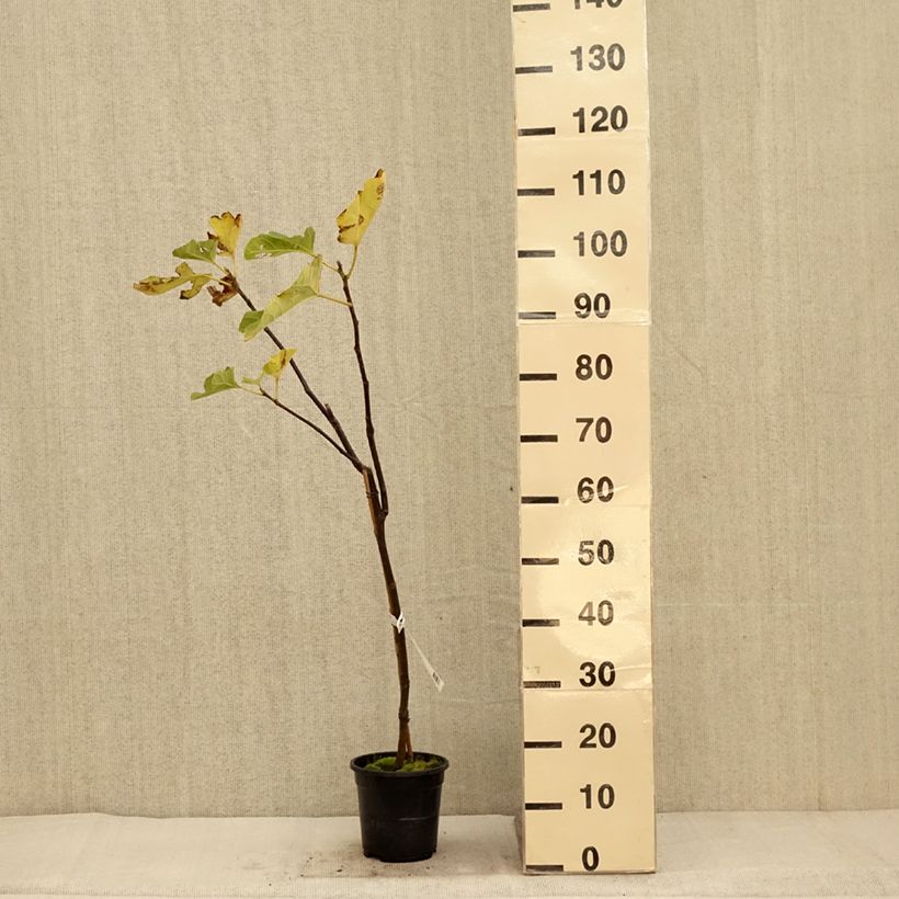 Esemplare di Fico Firoma ´Kojufcf´ Vaso da 2L/3L, Multifusto come consegnato in autunno