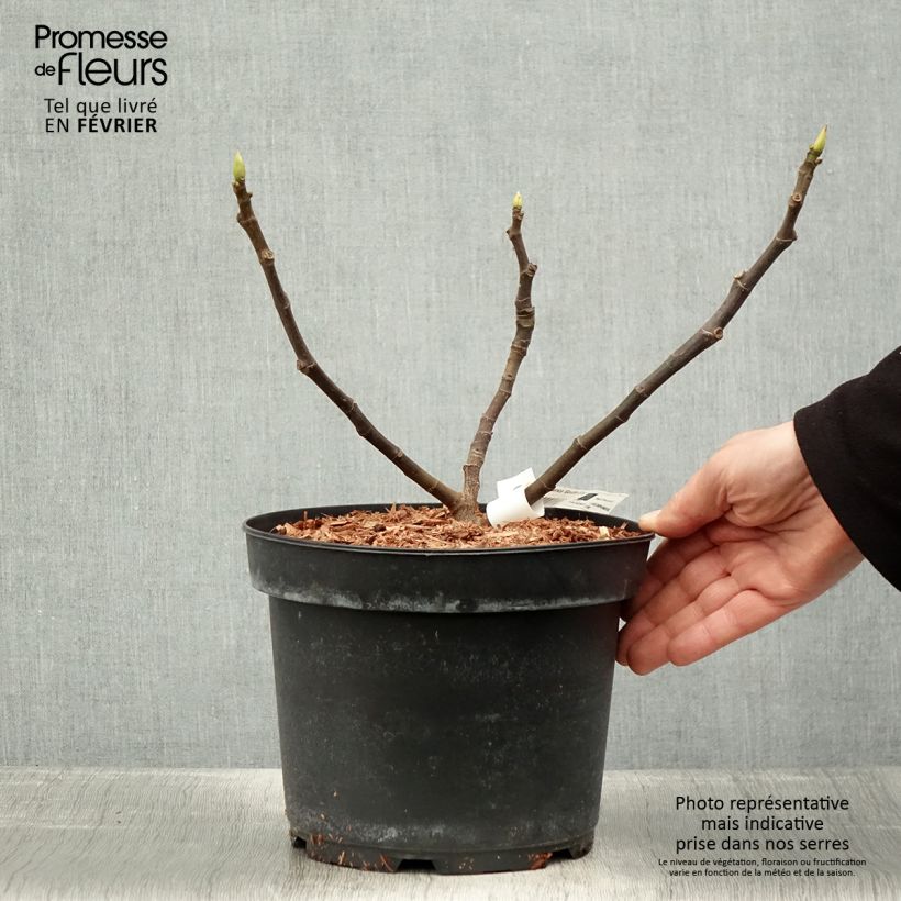 Fico Goccia d'oro Vaso da 2L/3L esemplare consegnato in inverno