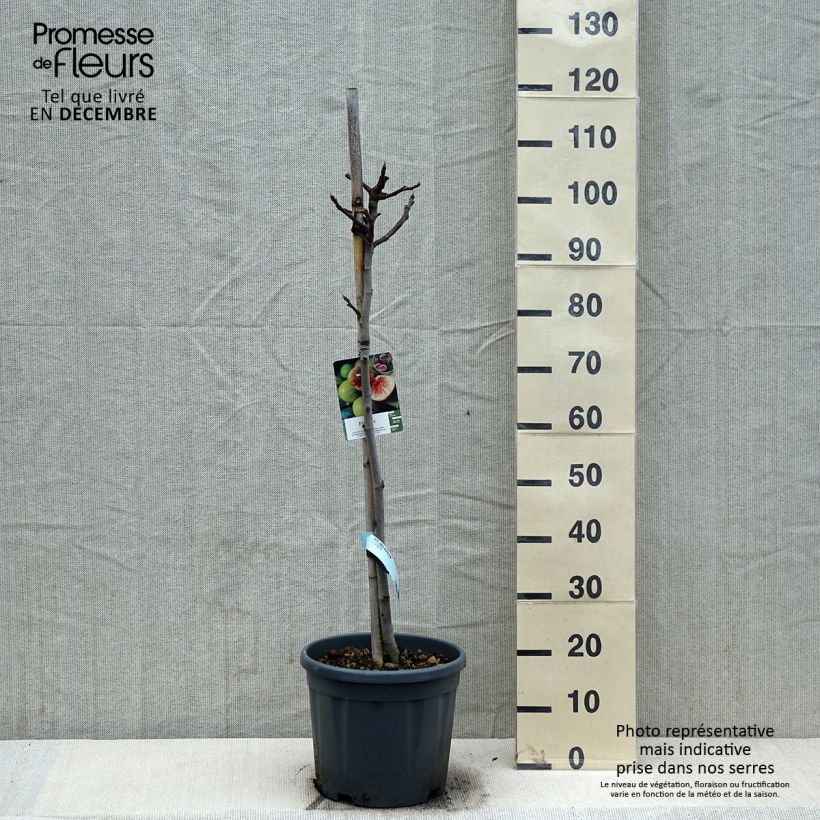 Fico Goccia d'oro Vaso da 7,5L/10L, Vaso impalcato medio esemplare consegnato in inverno