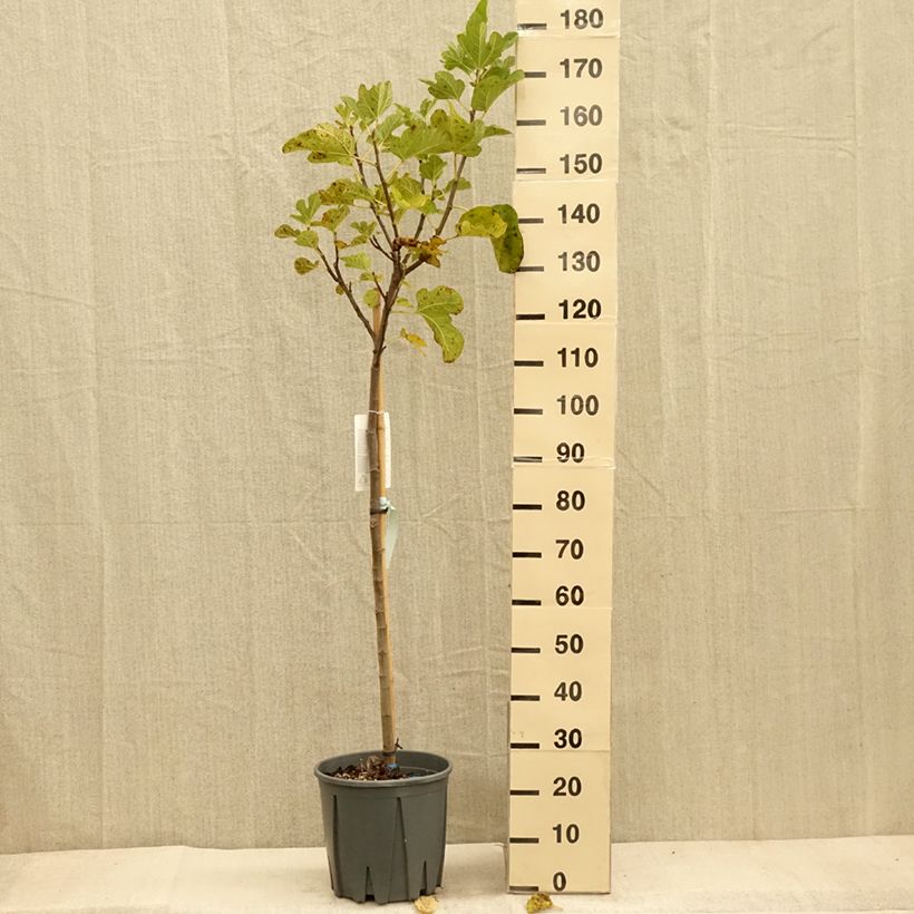 Esemplare di Fico Grise de Saint Jean Vaso da 12L/15L, Vaso impalcato medio come consegnato in autunno