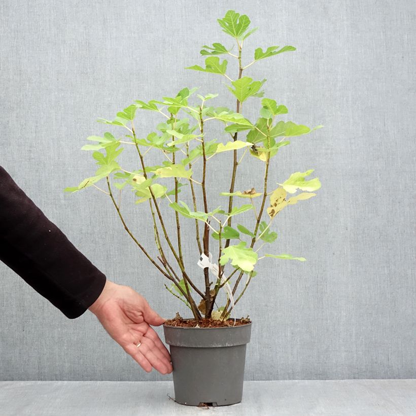 Esemplare di Fico Gustis Ficcolino Vaso da 2L/3L, A cespuglio come consegnato in autunno