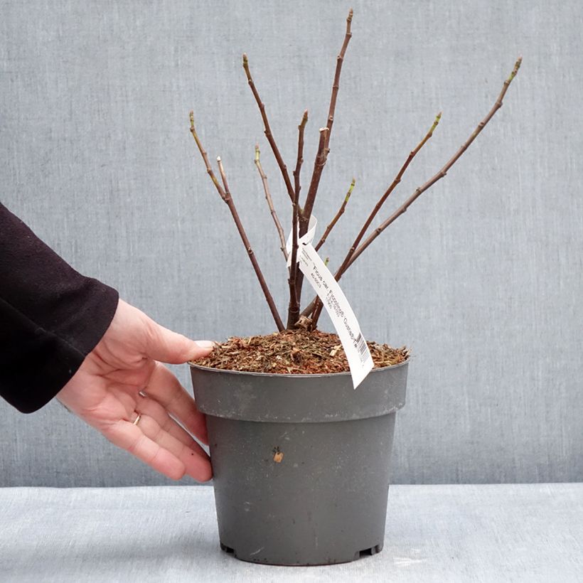 Fico Gustis Ficcolino Vaso da 2L/3L, A cespuglio esemplare consegnato in inverno