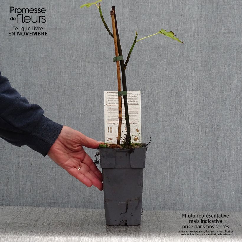 Esemplare di Fico Perretta Gustissimo Vaso da 2L/3L, A cespuglio come consegnato in autunno