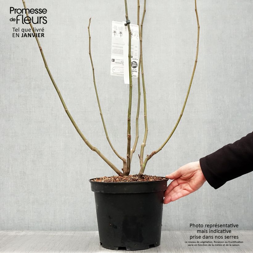 Fico Ice crystal Vaso da 4L/5L, A cespuglio esemplare consegnato in inverno