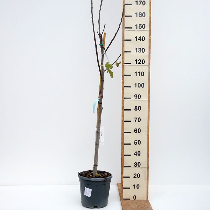 Esemplare di Fico Jannot Vaso da 7,5L/10L, Vaso impalcato medio come consegnato in autunno