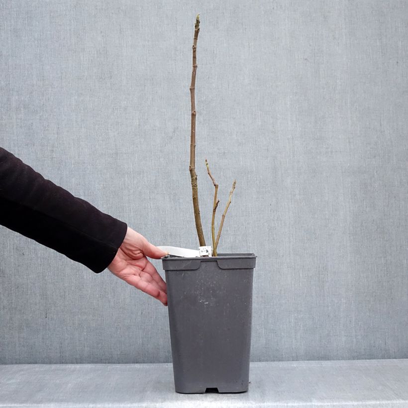 Fico Kadota Vaso da 4L/5L esemplare consegnato in inverno