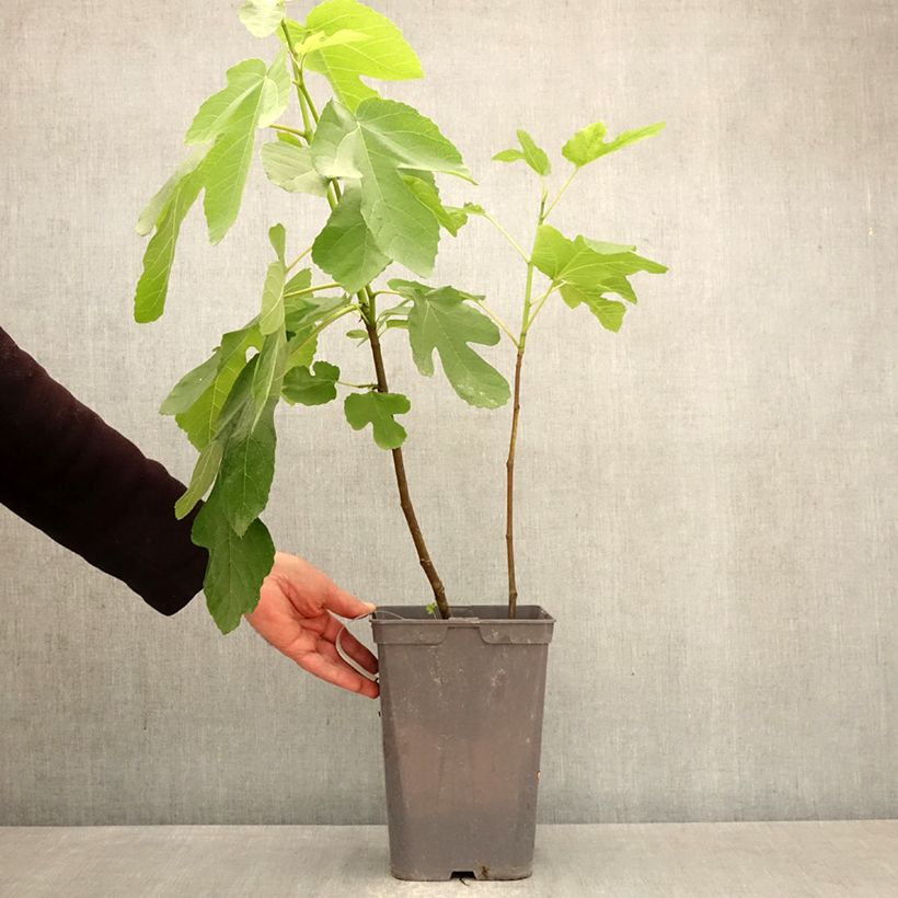 Fico Kadota Vaso da 4L/5L esemplare consegnato in primavera