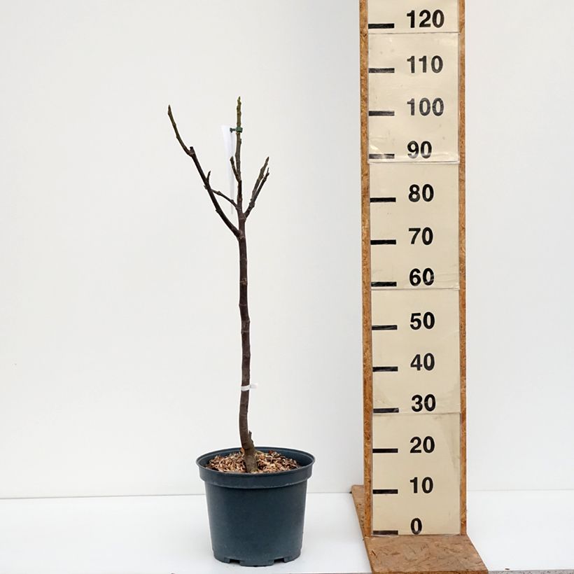 Esemplare di Fico Madeleine des Deux saisons Vaso da 7,5L/10L, Vaso impalcato medio come consegnato in autunno