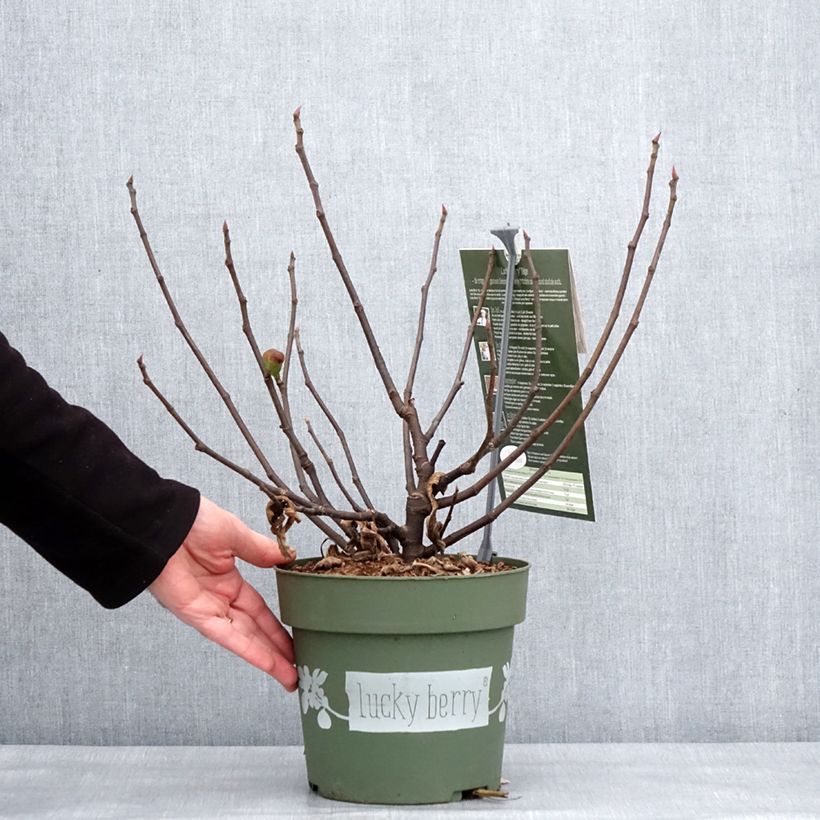 Fico comune Lucky Berry Vaso da 4L/5L, Multifusto esemplare consegnato in inverno