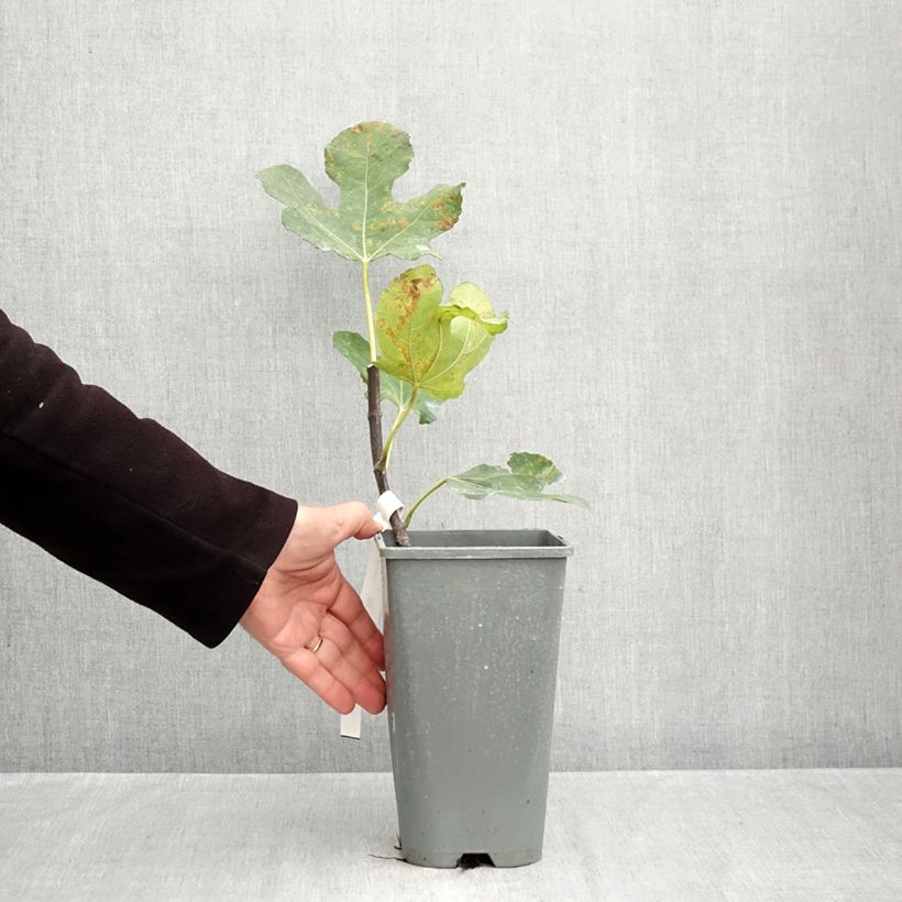 Esemplare di Fico Noire de Bellone Vaso da 3L/4L, A cespuglio come consegnato in autunno