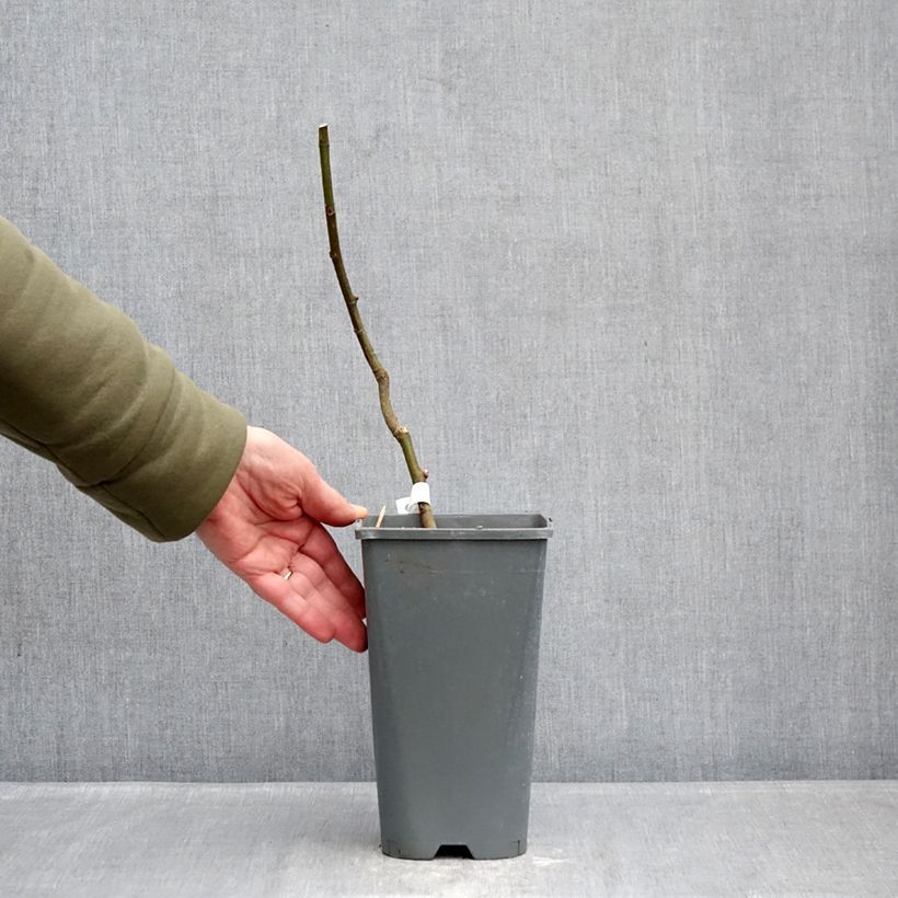 Fico Noire de Bellone Vaso da 3L/4L, A cespuglio esemplare consegnato in inverno