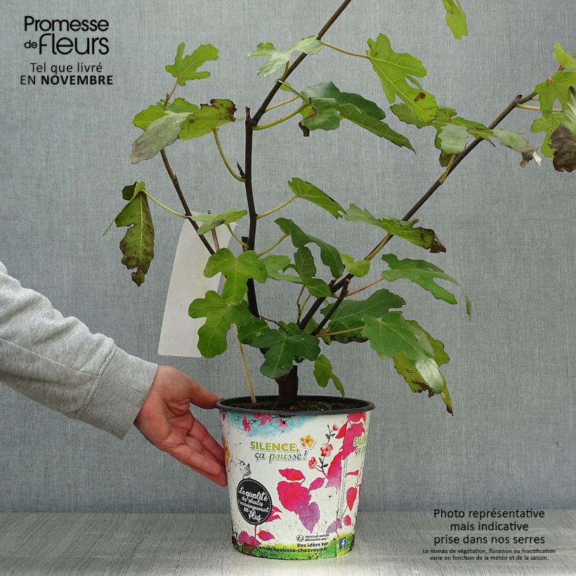 Esemplare di Fico Noire de Caromb Vaso da 4L/5L, A cespuglio come consegnato in autunno