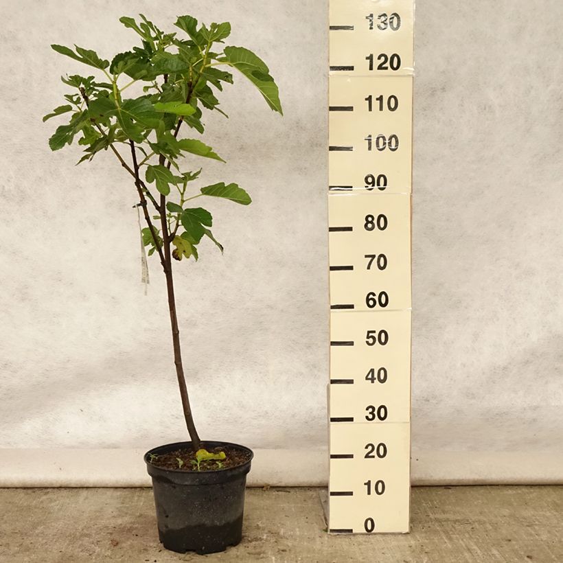 Esemplare di Fico variegato Panascè Vaso da 4L/5L, Vaso impalcato basso consegnato in estate