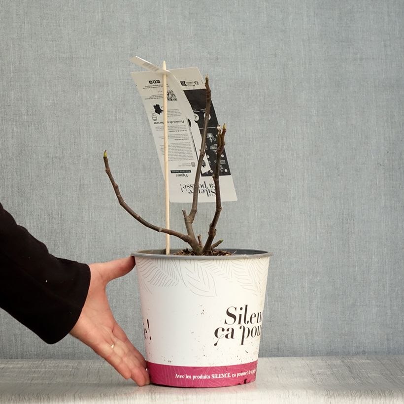 Esemplare di Fico Précoce de Dalmatie Vaso da 4L/5L, A cespuglio come consegnato in autunno