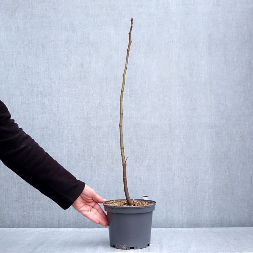 Fico Ronde De Bordeaux Vaso da 2L/3L esemplare consegnato in inverno