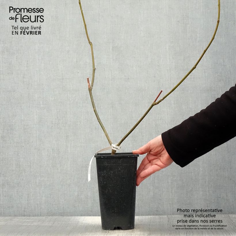 Fico Rouge de Bordeaux Vaso da 2L/3L esemplare consegnato in inverno