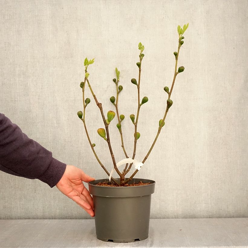 Fico Terza Vaso da 4L/5L, A cespuglio esemplare consegnato in primavera