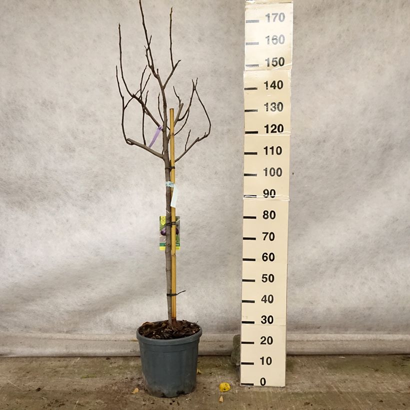 Esemplare di Fico Violette Dauphine Vaso da 7,5L/10L, Vaso impalcato medio come consegnato in autunno