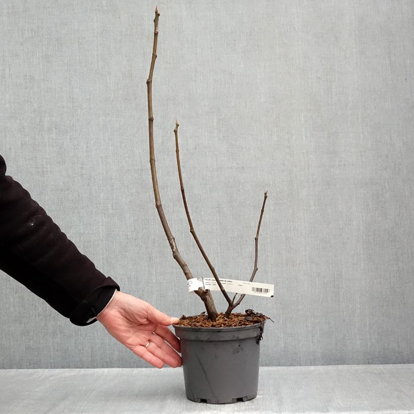 Esemplare di Fico Violette de Sollies Vaso da 3L/4L, Multifusto come consegnato in autunno