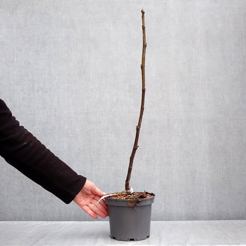 Fico Violette de Sollies Vaso da 3L/4L, Multifusto esemplare consegnato in inverno