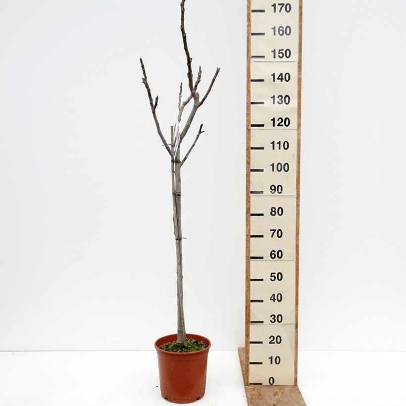 Fico Violette de Sollies Vaso da 7,5L/10L, Vaso impalcato medio esemplare consegnato in inverno