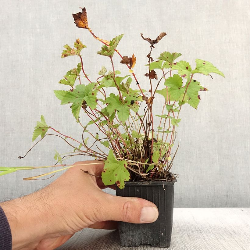 Esemplare di Filipendula Kahome - Olmaria Vasetto da 8/9 cm come consegnato in autunno