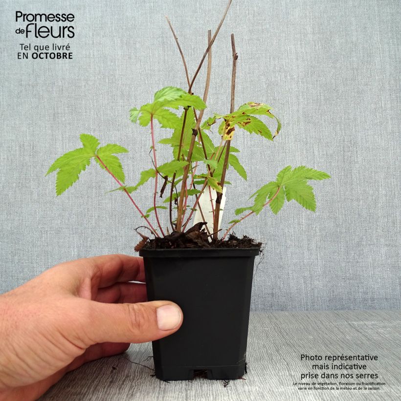 Esemplare di Filipendula palmata Nana Vasetto da 8/9 cm come consegnato in autunno