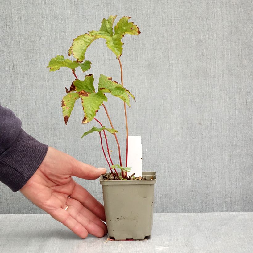 Esemplare di Filipendula purpurea Vasetto da 8/9 cm come consegnato in autunno