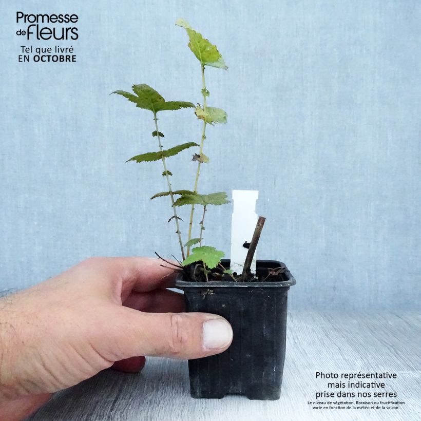 Esemplare di Filipendula ulmaria Plena Vasetto da 8/9 cm come consegnato in autunno