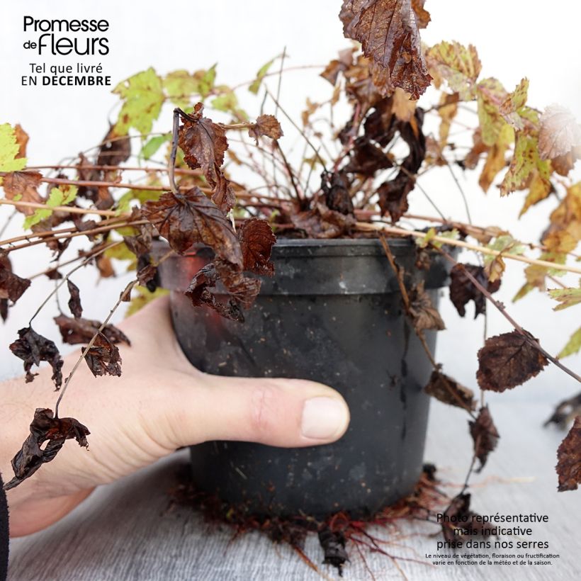 Esemplare di Filipendula ulmaria - Olmaria comune Vaso da 2L/3L come consegnato in autunno