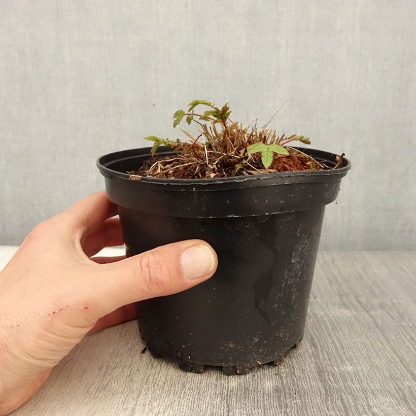 Filipendula ulmaria - Olmaria comune Vaso da 2L/3L esemplare consegnato in primavera