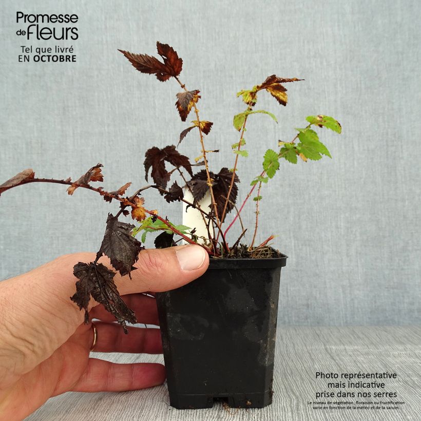 Esemplare di Filipendula ulmaria - Olmaria comune Vasetto da 8/9 cm come consegnato in autunno
