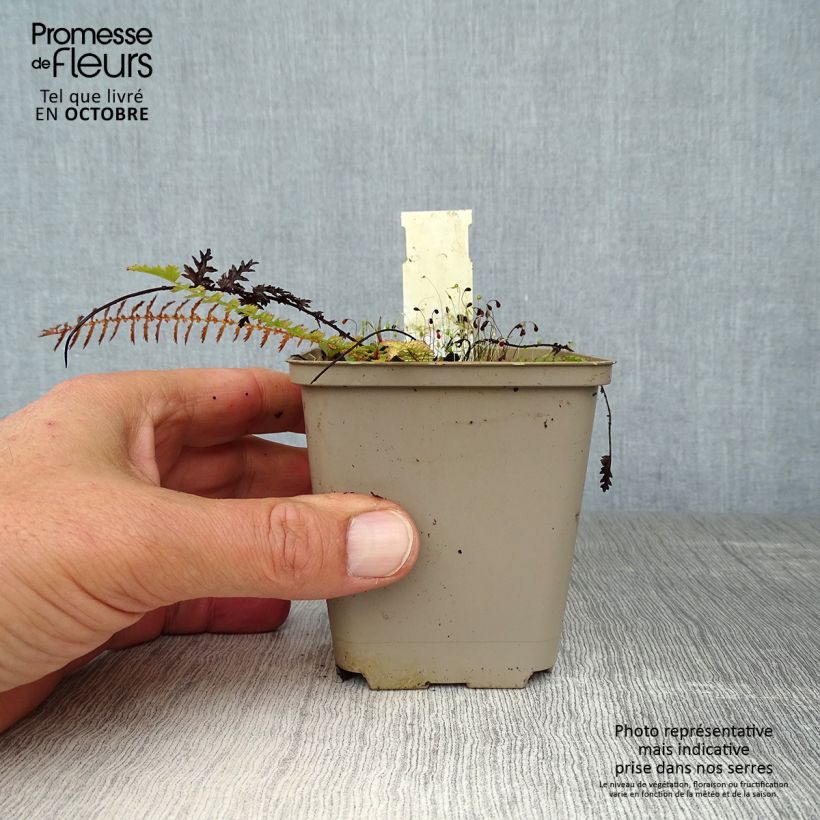 Esemplare di Filipendula vulgaris - Olmaria peperina Vasetto da 8/9 cm come consegnato in autunno